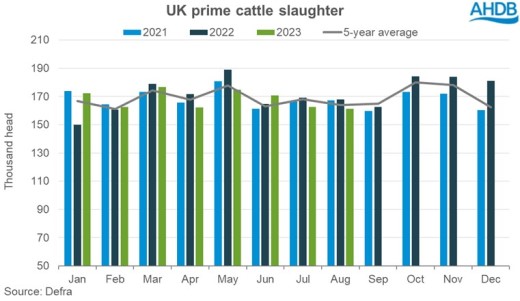 Chart showing monthly UK prime cattle slaughter up to August 2023